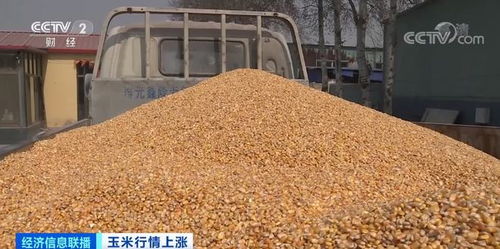 霸气上涨 玉米存粮集中上市 一天一涨价