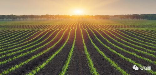 全球大豆 玉米等农产品价格持续高涨